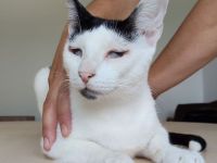 Schmusekater Duende sucht ein Für-Immer-Zuhause