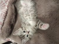 BKH Baby Katzen MIX zu verkaufen