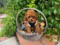 Toypudel Asiatische Linie