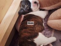 Shih-Tzu Malteser Welpen