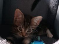 Baby Katzen