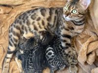 4 Bengal Kitten zur Abgabe ab Anfang Dezember