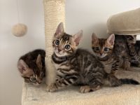 2 Wunderschöne Bengal Kitten im November abzugeben
