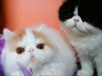 Perserkater Kitten