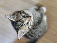 Norwegische Waldkatze Mischlinge 4 Weibchen