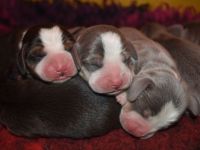 Typvolle gesunde Beagle Welpen m.P.