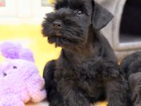 Zwergschnauzer FCI