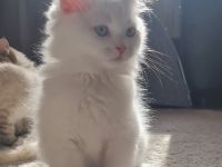Ragdoll Kitten dürfen  ausziehen