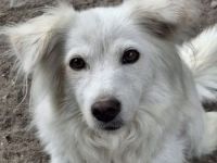 Nanuq, geb. ca. 09/2024, lebt in GRIECHENLAND, auf einer privaten Pflegestelle