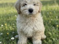 Maltipoo