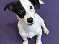 Nolito, männlicher Terrier-Mix, zur Pflege in 10555 Berlin