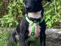 Nero, männlicher Terrier-Mix, zur Pflege in 32758 Detmold