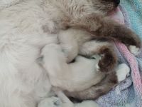 Ragdoll Kitten