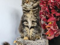 Maine Coon Kitten (reinrassig)