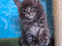 Maine Coon Kitten abzugeben