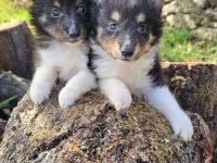 Sheltie-Welpen, Mädchen und ein Junge