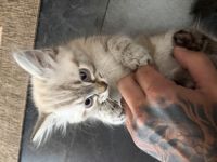 Kater mit Point-Färbung abzugeben