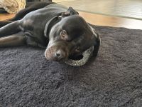 Balu