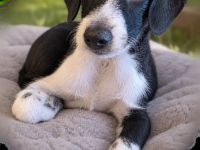 Zuckersüße Jack-Russell-Zwergschnauzer-Mischlinge suchen ihr Traumzuhause