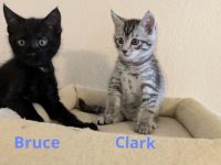 Main Coon Mix Kitten
