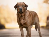 FCI Labrador Deckrüde foxred