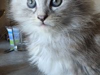 Reinrassige Maine Coon Prinzessin
