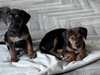 Zwei bezaubernde Beagle-Pinscher-Mischlinge suchen ihr Zuhause