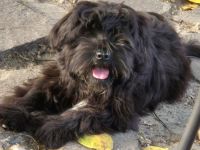 Älterer Tibet Terrier Rüde sucht...