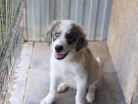 Liam kleiner bezaubernder Hundejunge