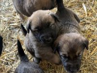 Hof und Familienhundewelpen suchen ihr Zuhause
