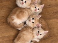 Maine Coon