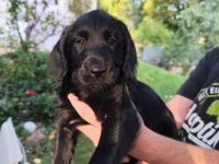 Labradoodle Hündin ab 10.10. bereit zum Ausziehen