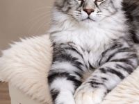 =^..^=Wunderschönes Maine Coon kitten mit Stammbaum aus seriöser Zucht =^..^=