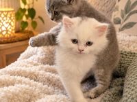 Bkh Kitten in gute Hände abzugeben