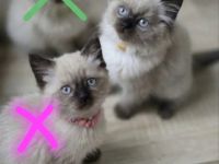 Wunderschöne Heilige Birma Mix Kitten Babykatzen