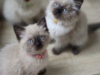 Wunderschöne Heilige Birma Mix Kitten Babykatzen