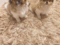 Pekinese Welpen abzugeben