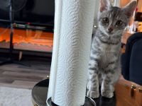 Junger Kater sucht neues Zuhause