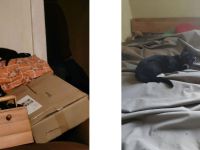 2 Kitten suchen ab sofort ein neues Zuhause