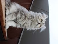 Perserkater