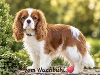 Cavalier King Charles Spaniel Hündin mit Ahnentafel