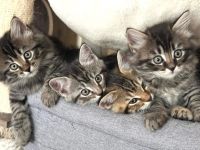 BKH&BLH Kitten Silber Tabby(Marmor)&Grau Whiskas Muster