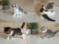 Britisch Kurzhaar Einzigartige Kitten suchen ein tolles Zuhause