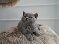 Britisch Kurzhaar BKH Kitten Katzen Blue Blau