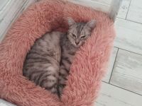 Kater Gino Norwegische Waldkatze Mix sucht ein neues Zuhause