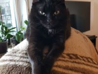 Katze Maja abzugeben