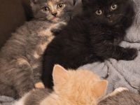6 Edelmix Kätzchen zu verkaufen
