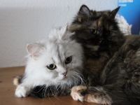Perserkatzen weiblich sterilisiert