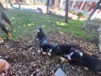 Appenzeller Sennhund Welpen