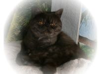 Kater Juwel